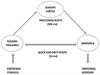 A narrative review of the interconnection between pilot acute stress, startle, and surprise effects in the aviation context: Contribution of physiological measurements
